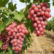 abazhur vinograd
